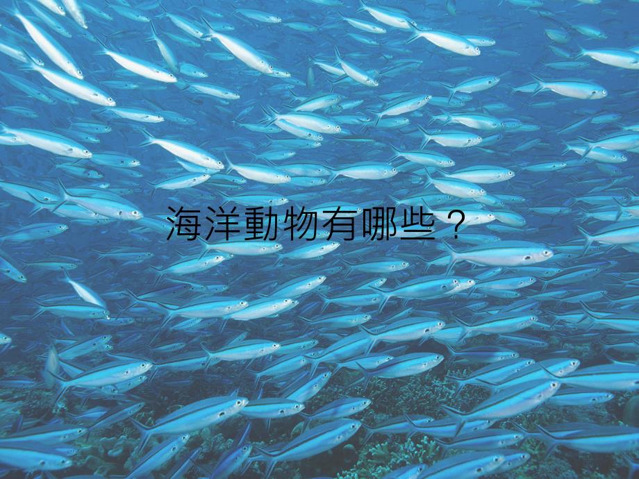 超有趣的海义洋生物_第4页