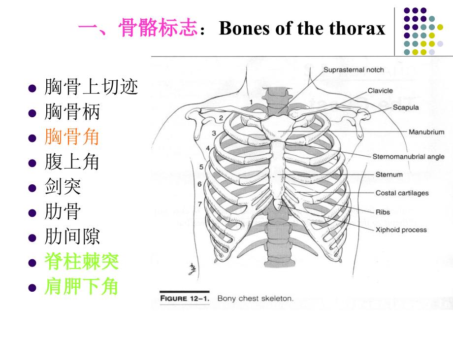 胸部体格检查最新PPT课件_第3页