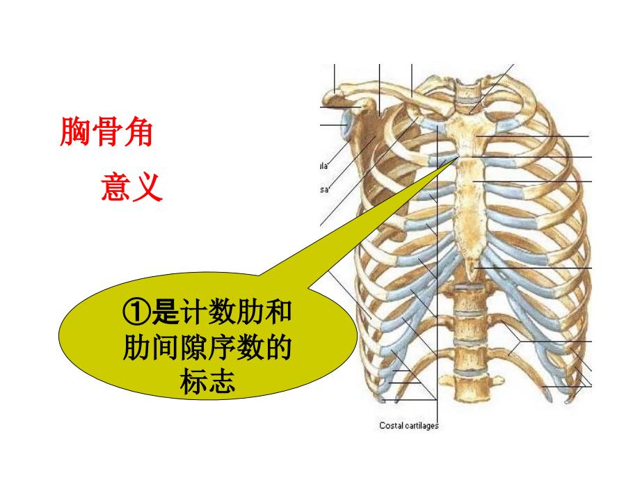 胸部体格检查最新PPT课件_第4页