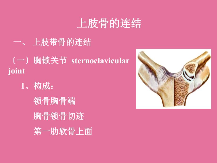 系统解剖学ppt课件_第2页