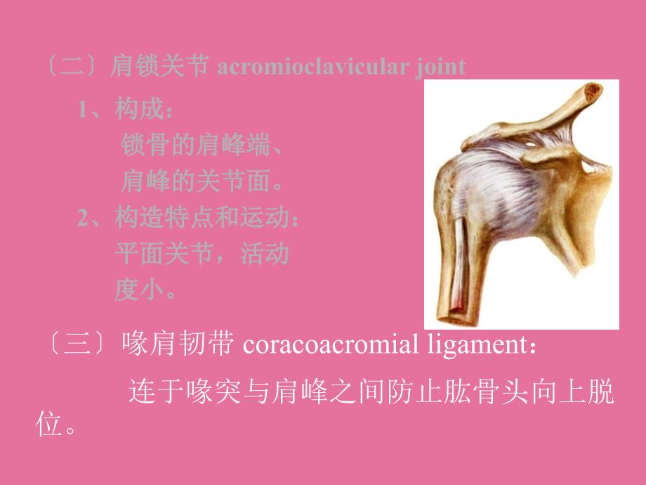 系统解剖学ppt课件_第4页