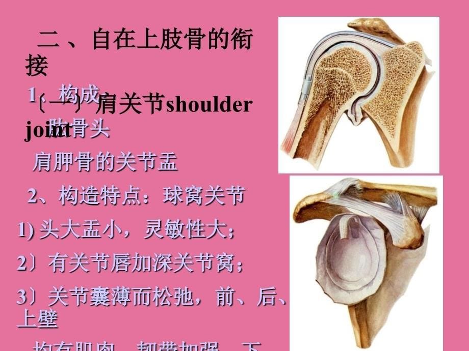 系统解剖学ppt课件_第5页