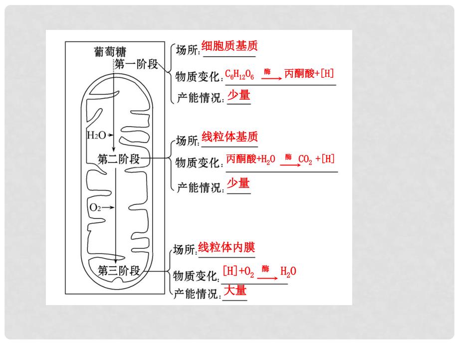 江苏省高考生物 热点预测 2.2光合作用和细胞呼吸精品课件_第3页