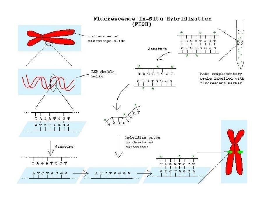 吴琼分子细胞遗传学一_第5页