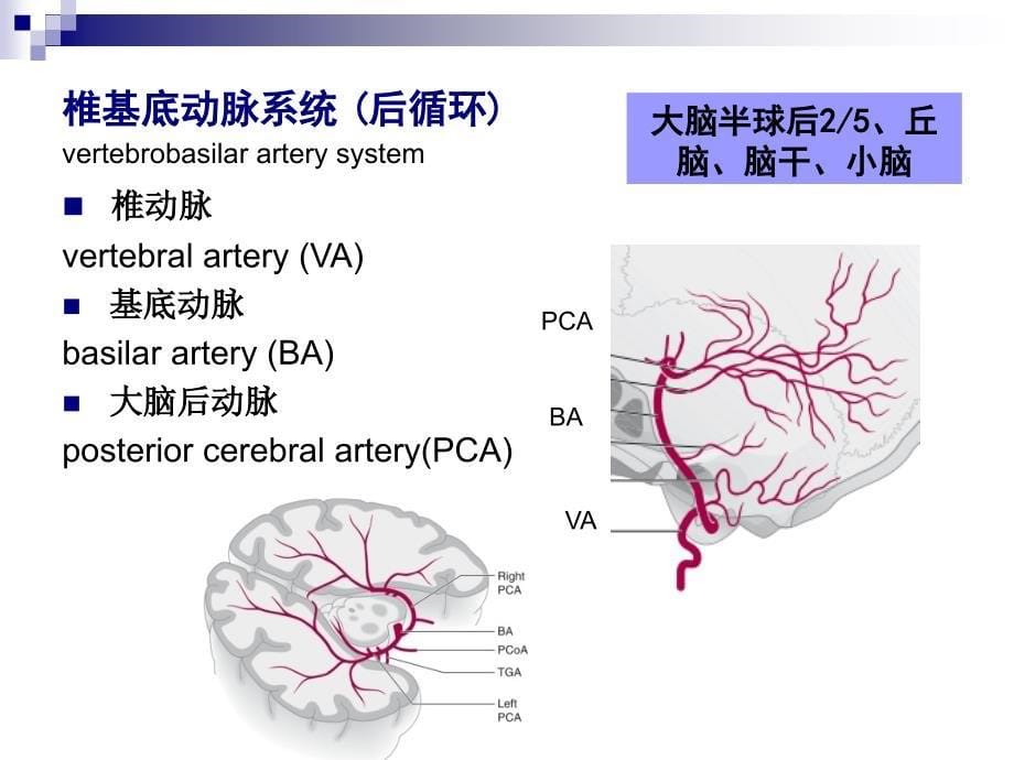 医院神经内科脑梗死专题讲座PPT_第5页