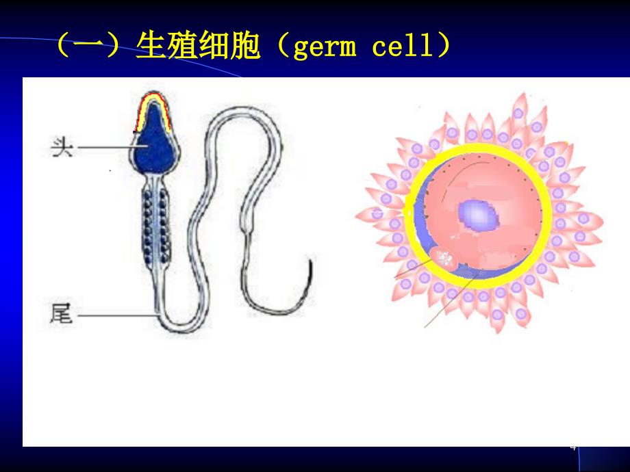 胚胎学总论课件_第4页