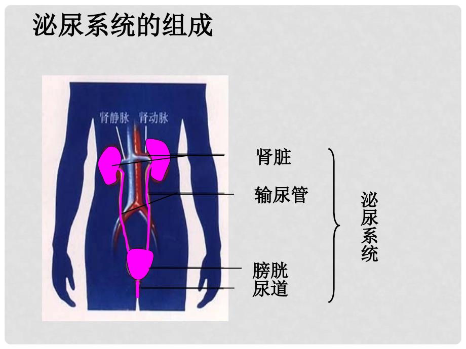 七年级生物下册 4.5 人体内废物的排出课件（3）（新版）新人教版_第4页