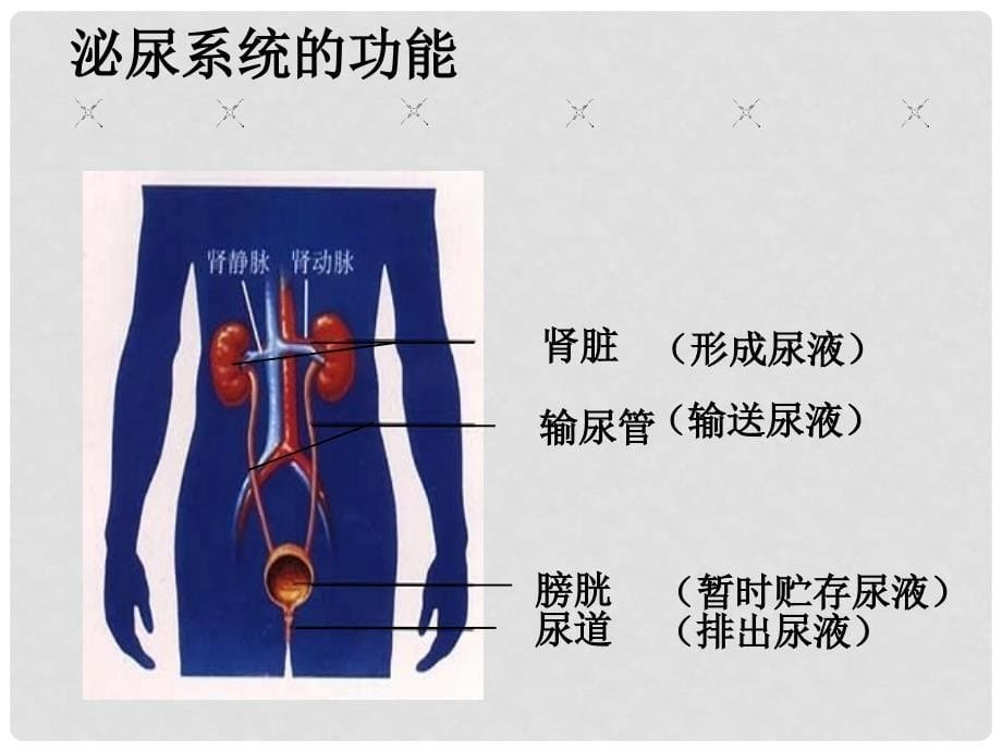 七年级生物下册 4.5 人体内废物的排出课件（3）（新版）新人教版_第5页