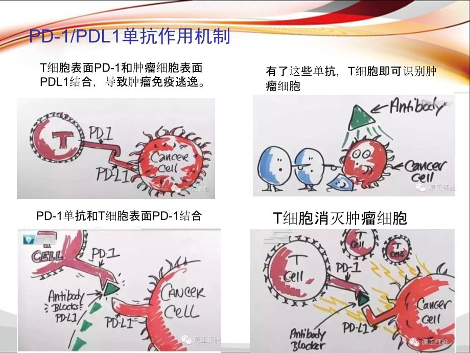 PD-1-PD-L1单抗抗肿瘤药物临床应用_第4页