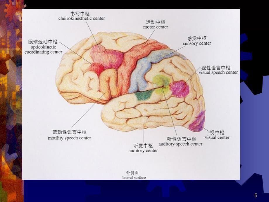 了解你自己的大脑和智力和学习准备——为理解学习而学习PPT优秀课件_第5页