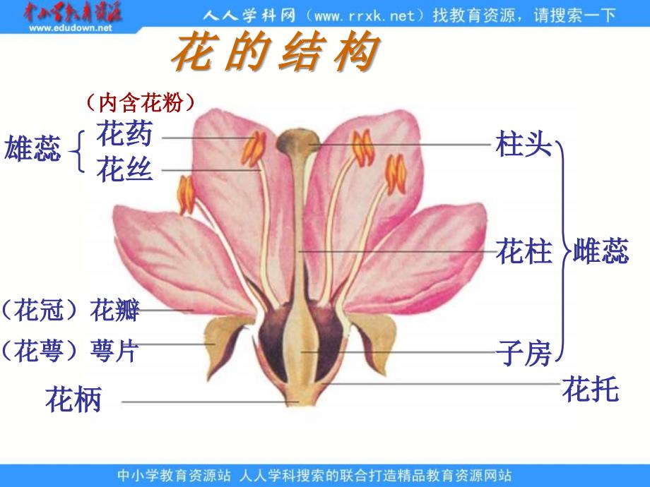 济南版生物八上第一节 花的结构和类型pp课件之三_第2页