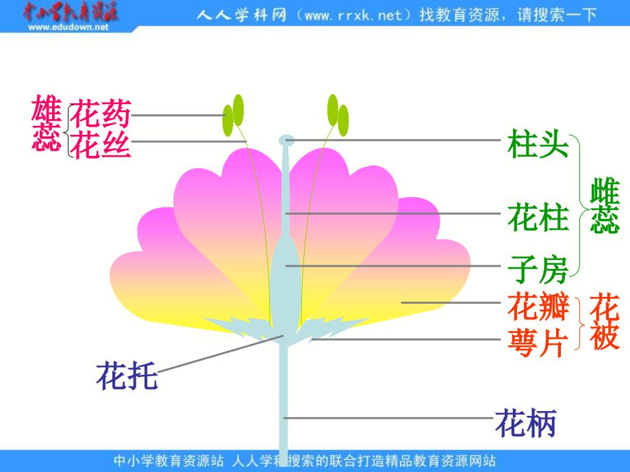 济南版生物八上第一节 花的结构和类型pp课件之三_第3页