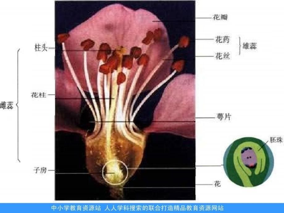 济南版生物八上第一节 花的结构和类型pp课件之三_第5页