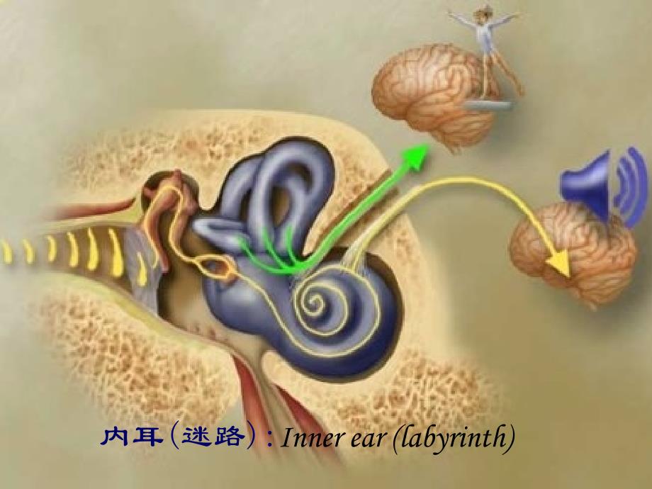 bppv的诊断与治疗pt课件_第4页