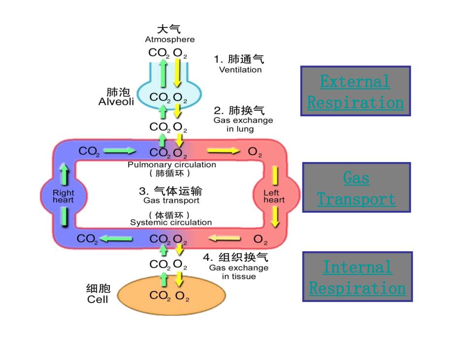 肺功能不全.ppt_第1页