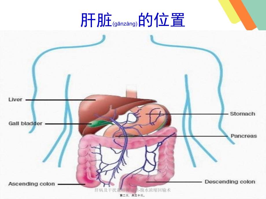 肝病及干扰素相关知识腹水浓缩回输术课件_第2页