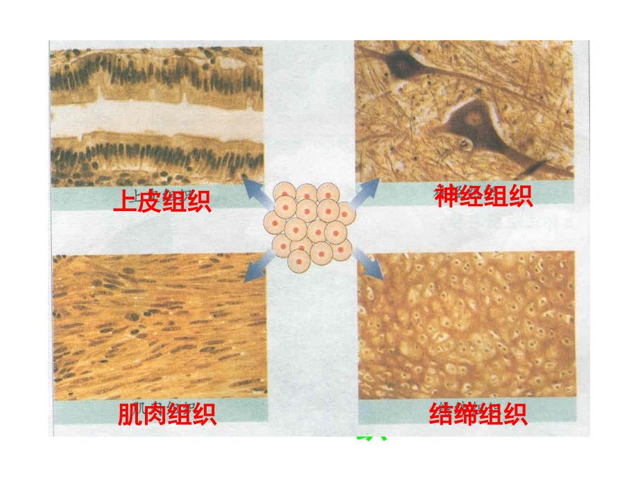 多细胞生物体的结构层次,济南版_第4页