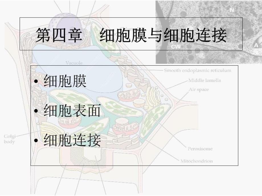 《细胞膜与细胞表面》PPT课件.ppt_第1页