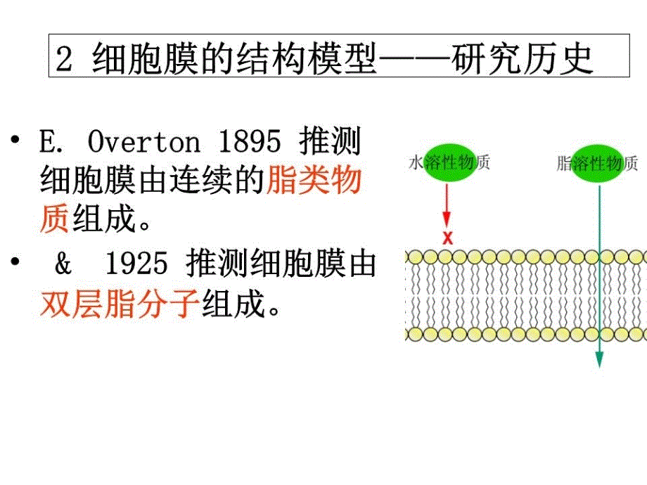 《细胞膜与细胞表面》PPT课件.ppt_第4页