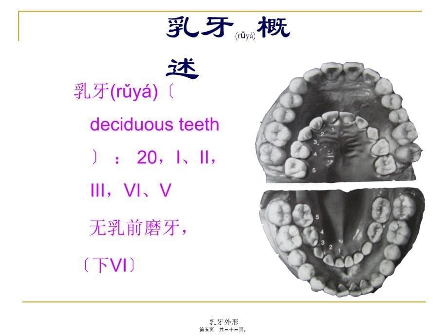 乳牙外形课件_第5页