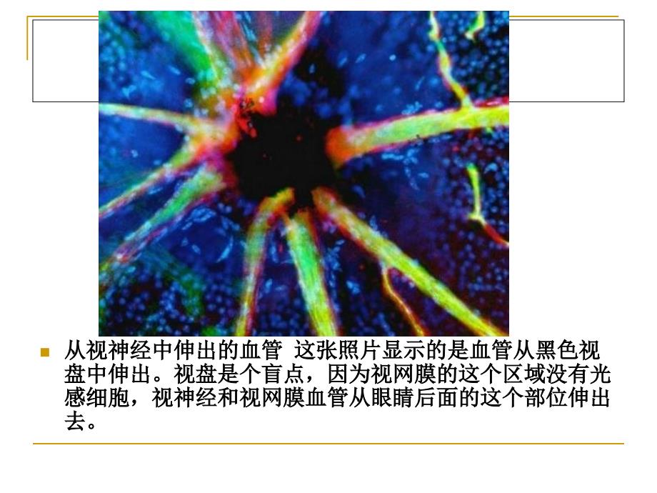 人体显微照片课件_第3页