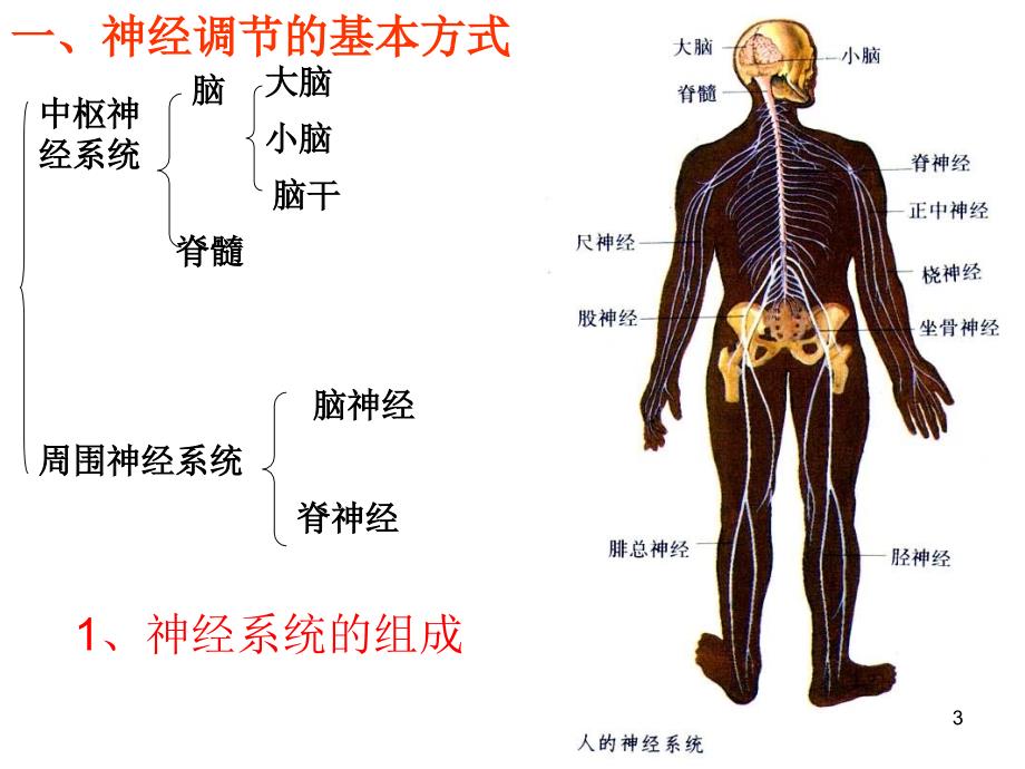 高三生物神经调节复习总论ppt课件_第3页