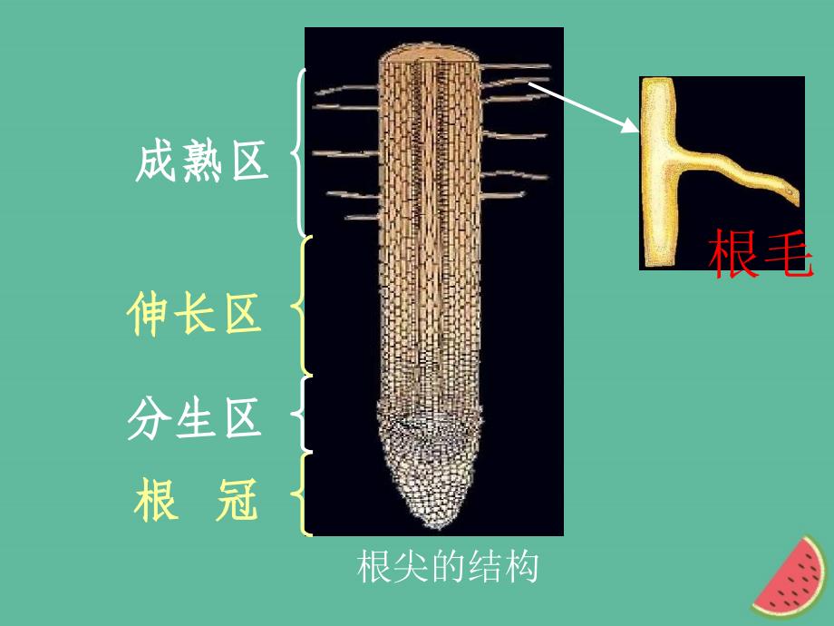 八年级生物上册 第2章 第2节 根对水分的吸收2 （新版）冀教版_第3页