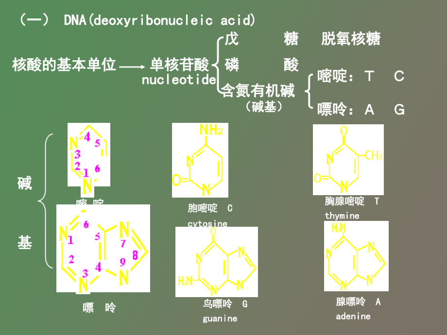 医学遗传学分子基础_第2页