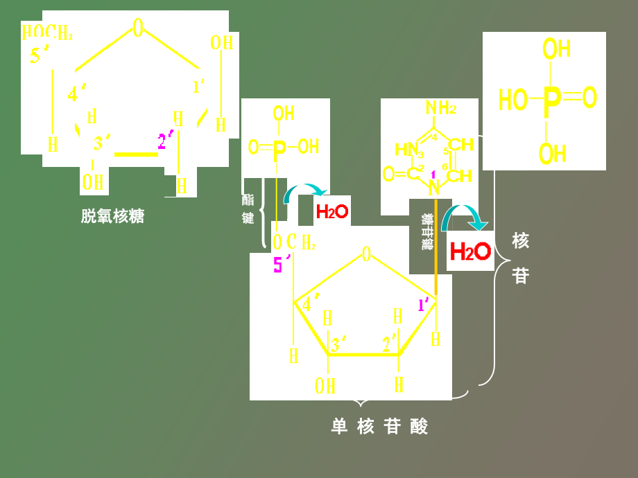 医学遗传学分子基础_第3页