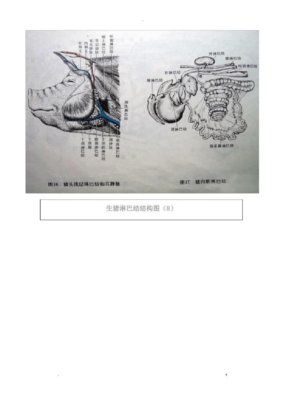 猪各部位详细结构图_第5页