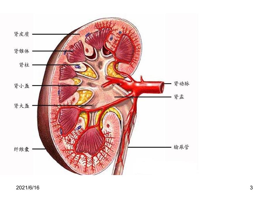 肾皮质及肾周脓肿_第3页