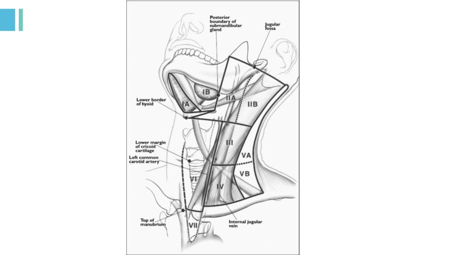 颈部的三角及淋巴结_第2页