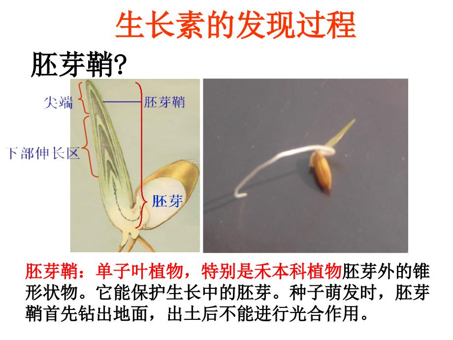 植物的激素调节(1)_第3页