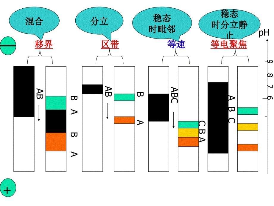 三,电泳法electrophoresis_第5页