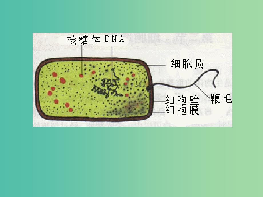 高中生物第一册第3章生命的结构基次件1沪科版.ppt_第2页