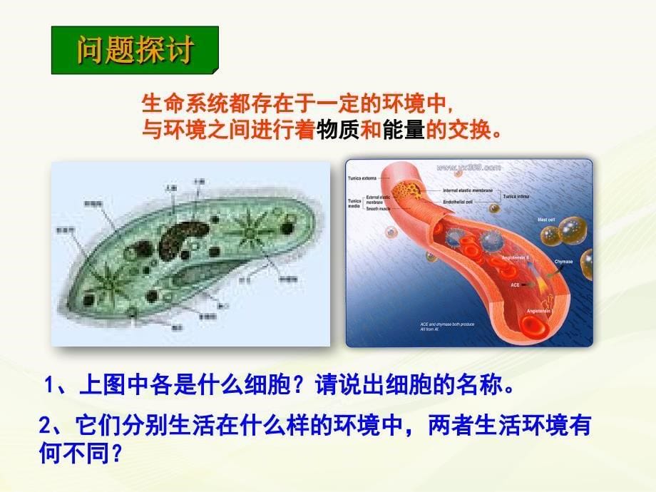 1细胞生活的环境课件ppt_第5页