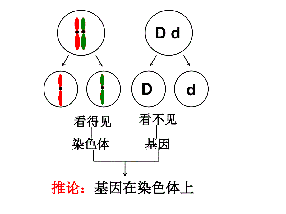 基因在染色体上演示文稿_第2页