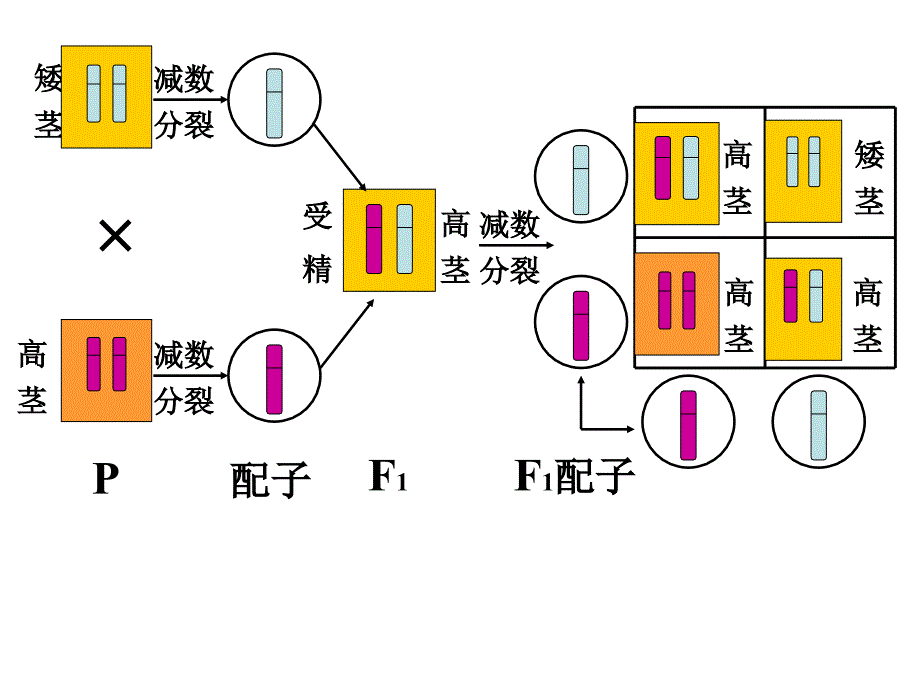 基因在染色体上演示文稿_第4页