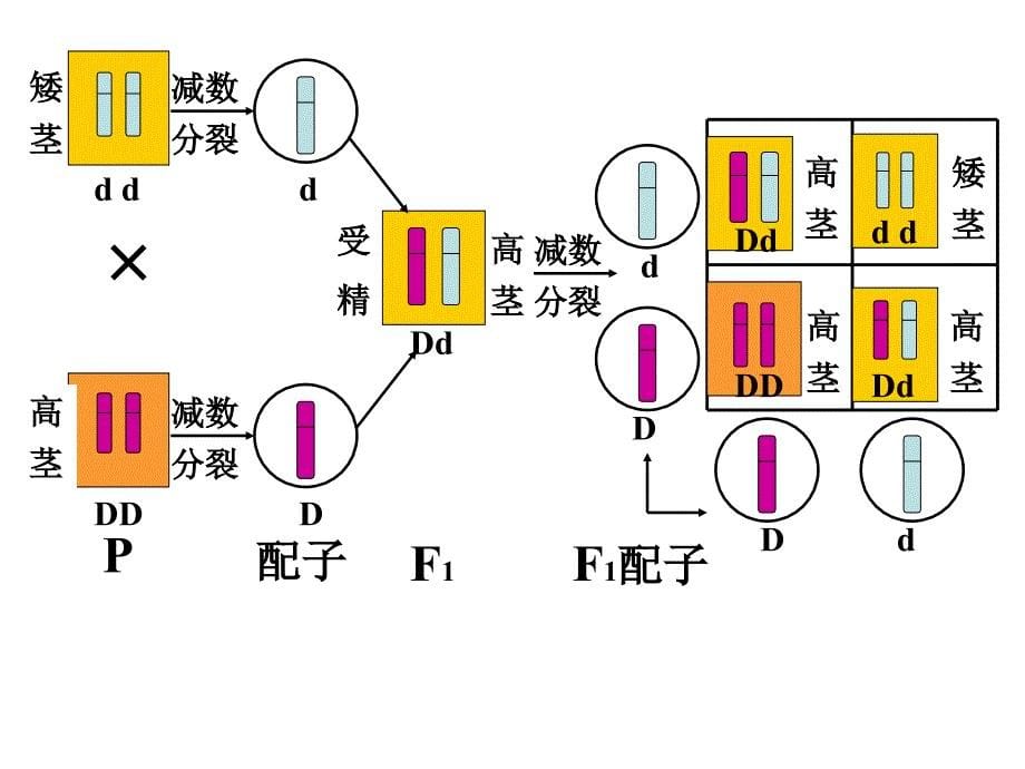 基因在染色体上演示文稿_第5页