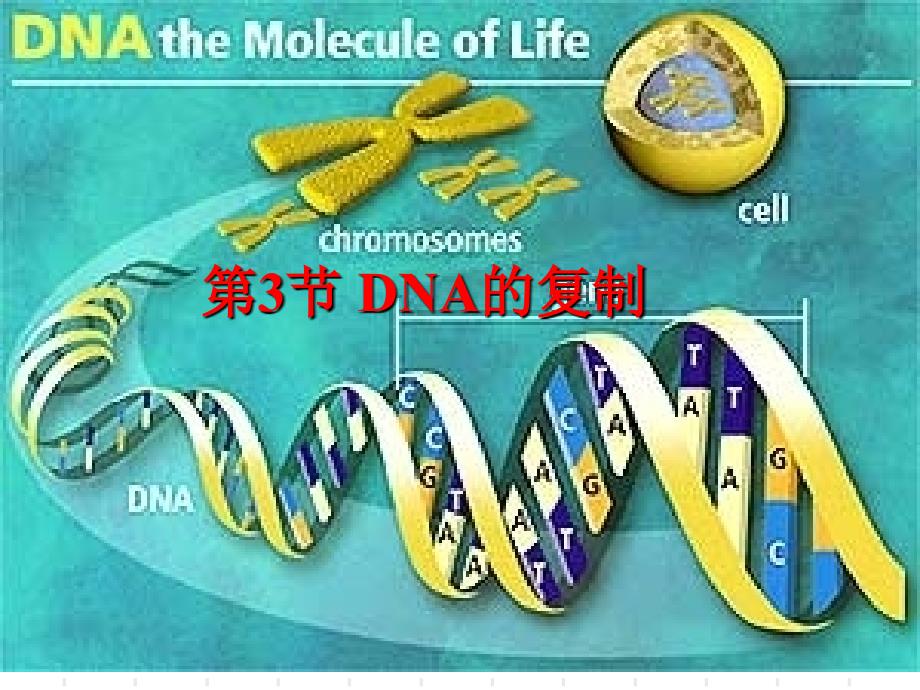 3334DNA的复制基因是有遗传效应的DNA片段_第1页