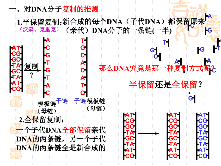 3334DNA的复制基因是有遗传效应的DNA片段_第2页