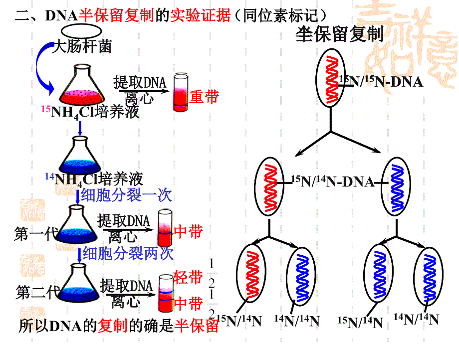 3334DNA的复制基因是有遗传效应的DNA片段_第3页