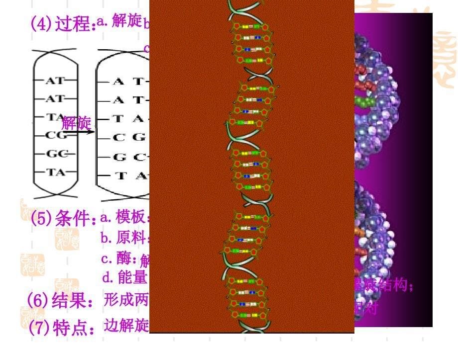 3334DNA的复制基因是有遗传效应的DNA片段_第5页