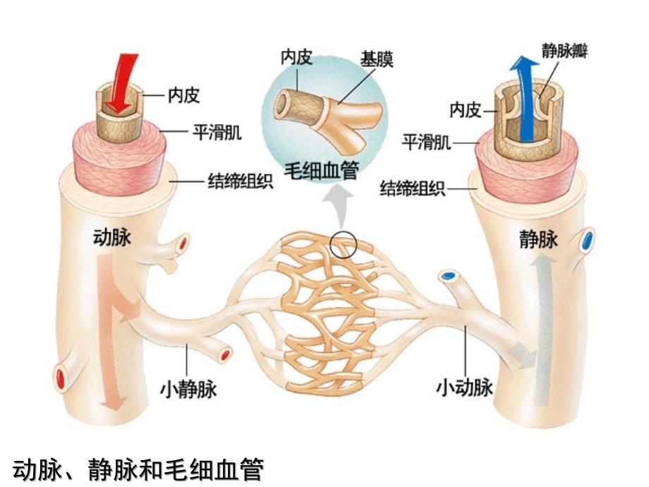 血管结构与组成组图_第3页