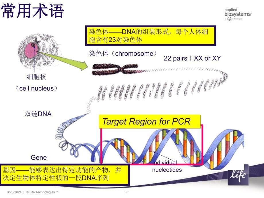 STR片段分析相关知识_第5页