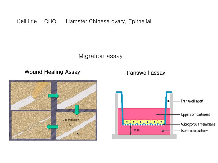 Wnt3adependent Cell Motlity Involves RhoA Activation and Is wnt3adependent RhoA的活化与细胞运动涉及_第2页