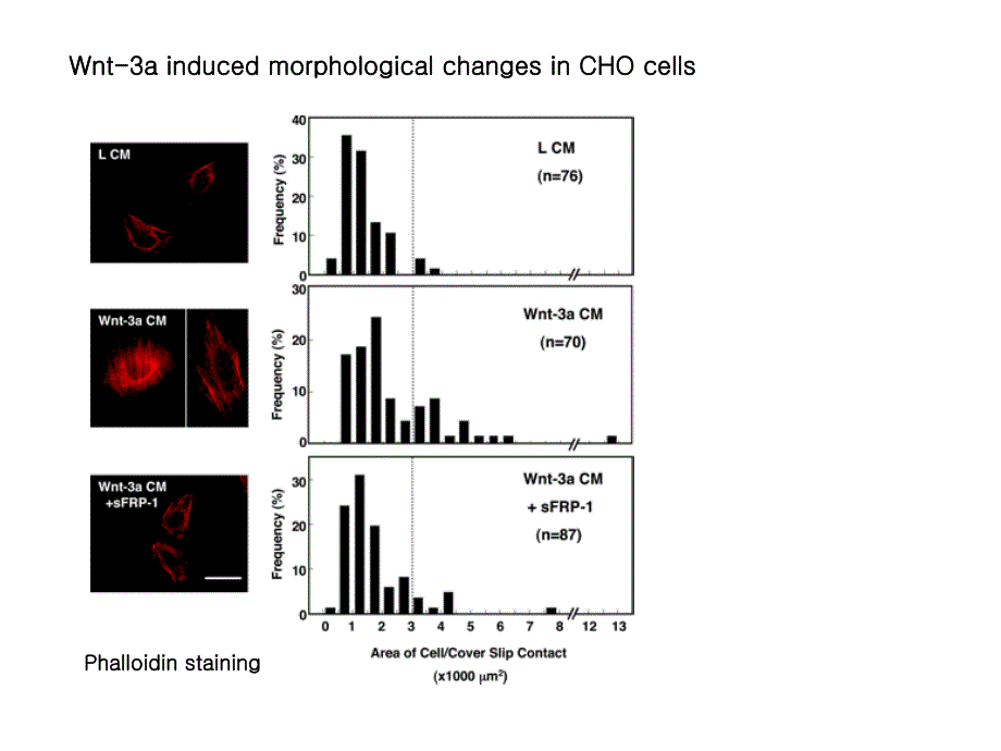 Wnt3adependent Cell Motlity Involves RhoA Activation and Is wnt3adependent RhoA的活化与细胞运动涉及_第3页