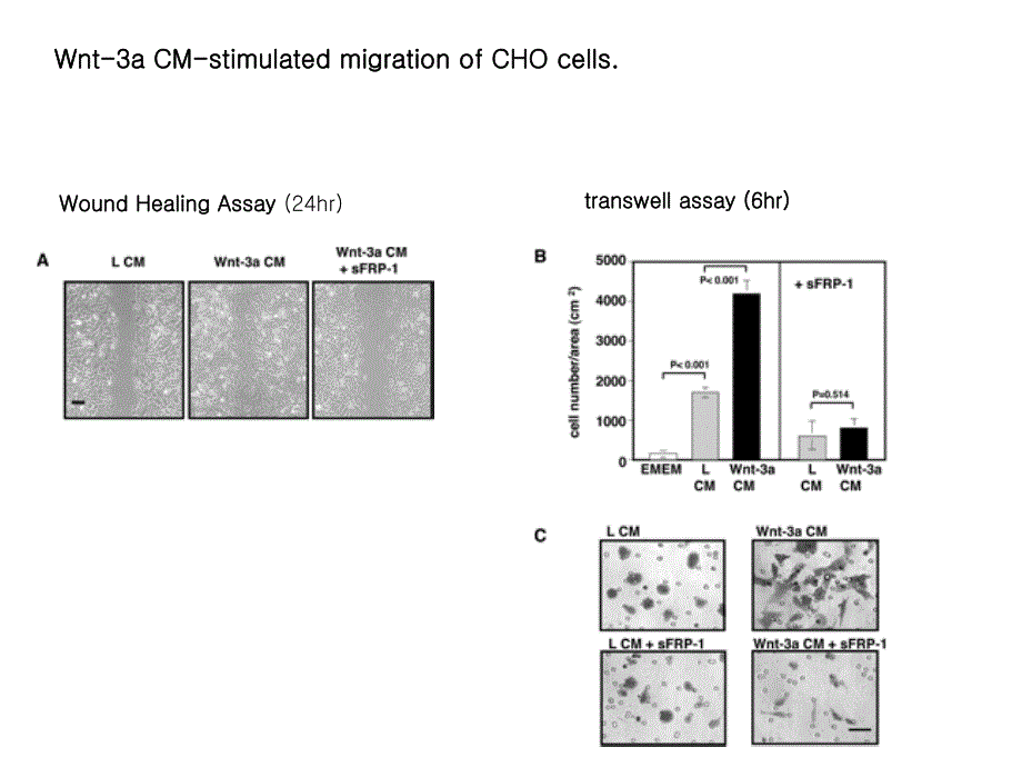 Wnt3adependent Cell Motlity Involves RhoA Activation and Is wnt3adependent RhoA的活化与细胞运动涉及_第4页