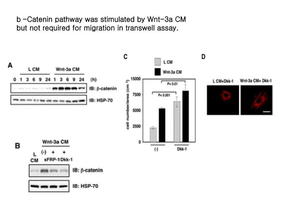 Wnt3adependent Cell Motlity Involves RhoA Activation and Is wnt3adependent RhoA的活化与细胞运动涉及_第5页