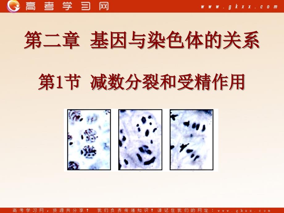 高中生物《减数分裂和受精作用》课件9（50张PPT）（人教版必修2）_第2页